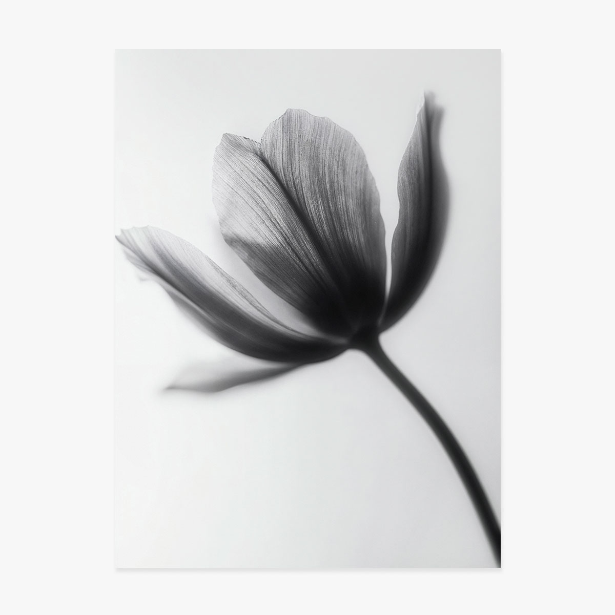 Póster de una flor en blanco y negro