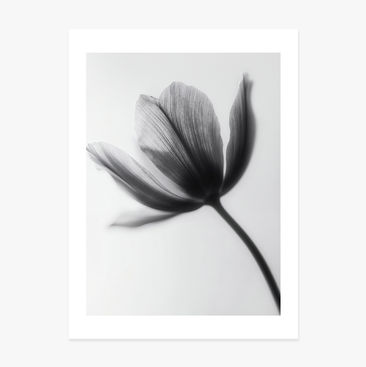 Póster de una flor en blanco y negro