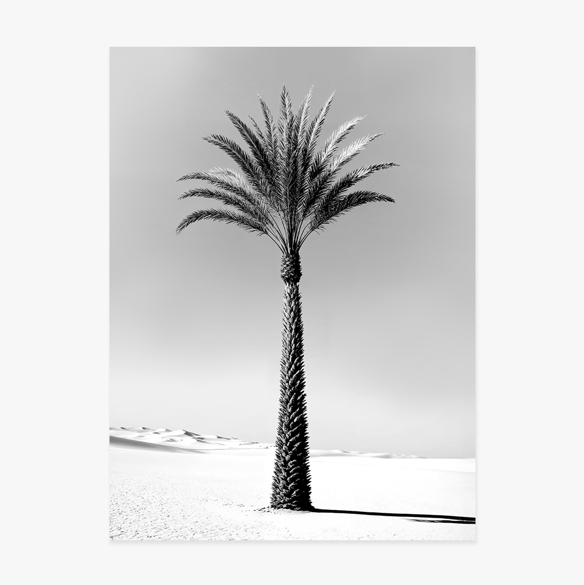 Póster de una palmera en blanco y negro