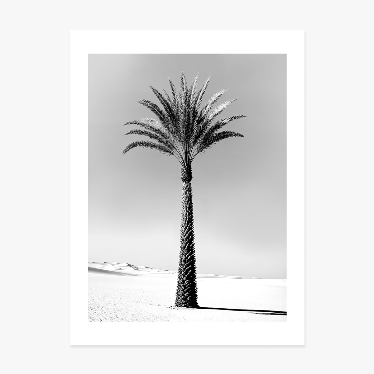 Póster de una palmera en blanco y negro