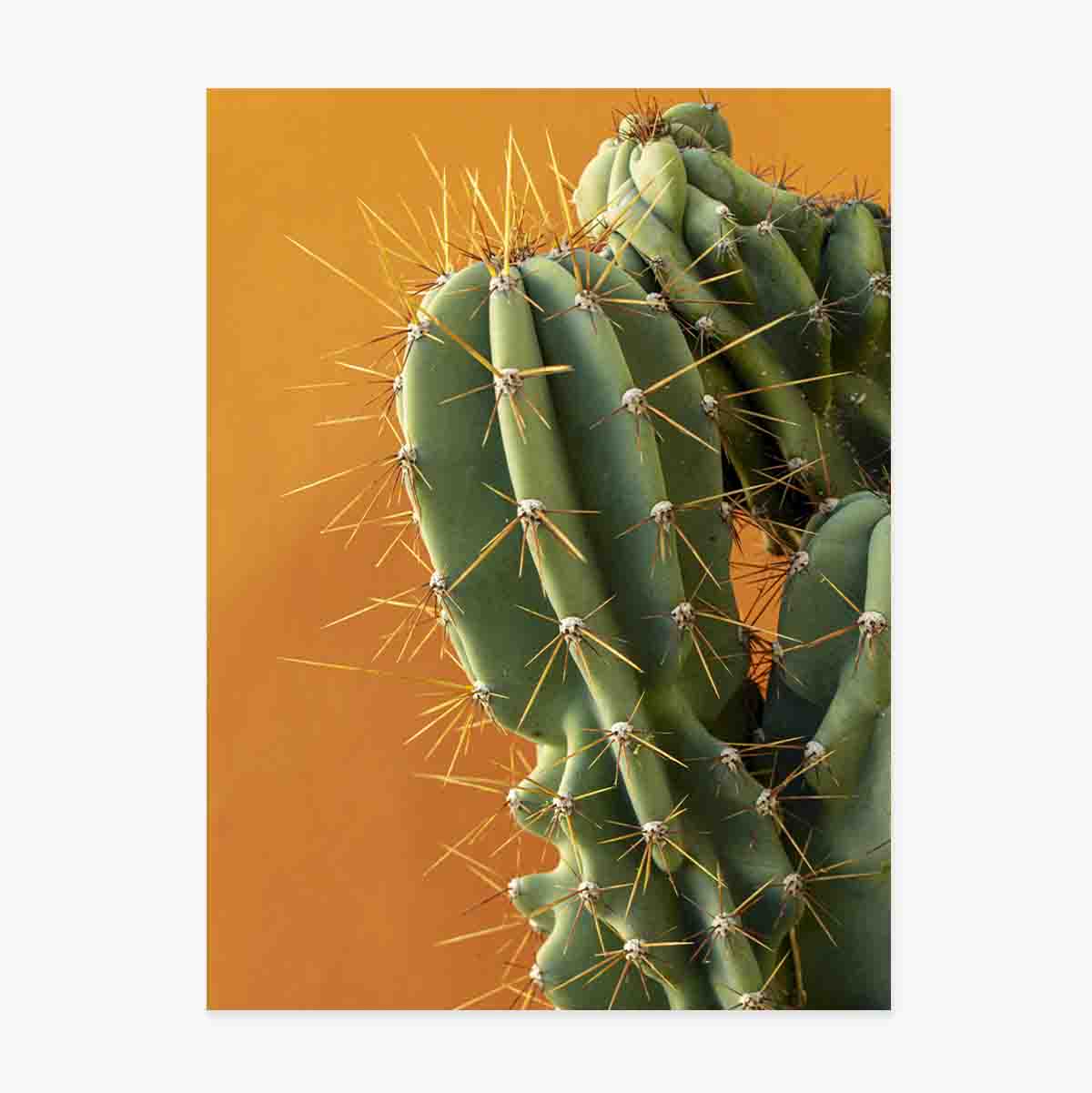 Póster de un cactus con fondo de colores