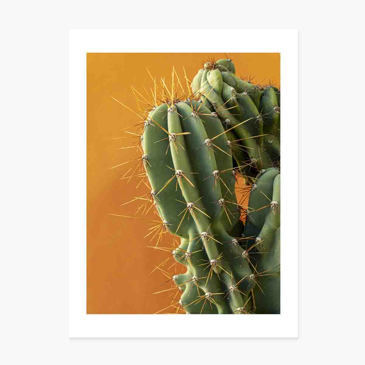 Póster de un cactus con fondo de colores