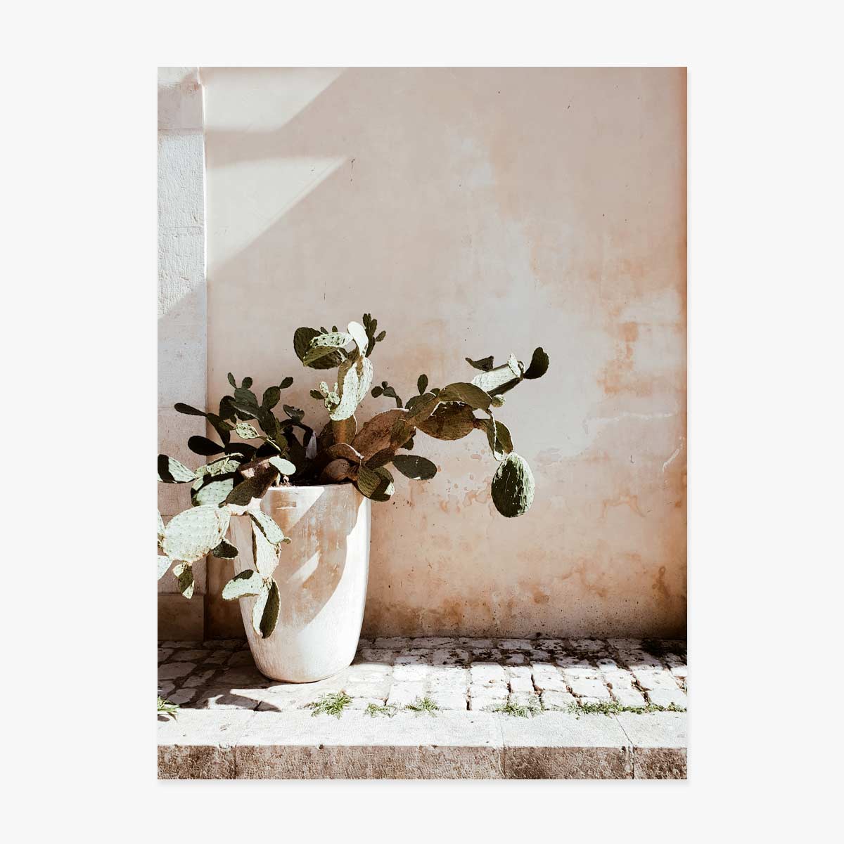Póster de cactus