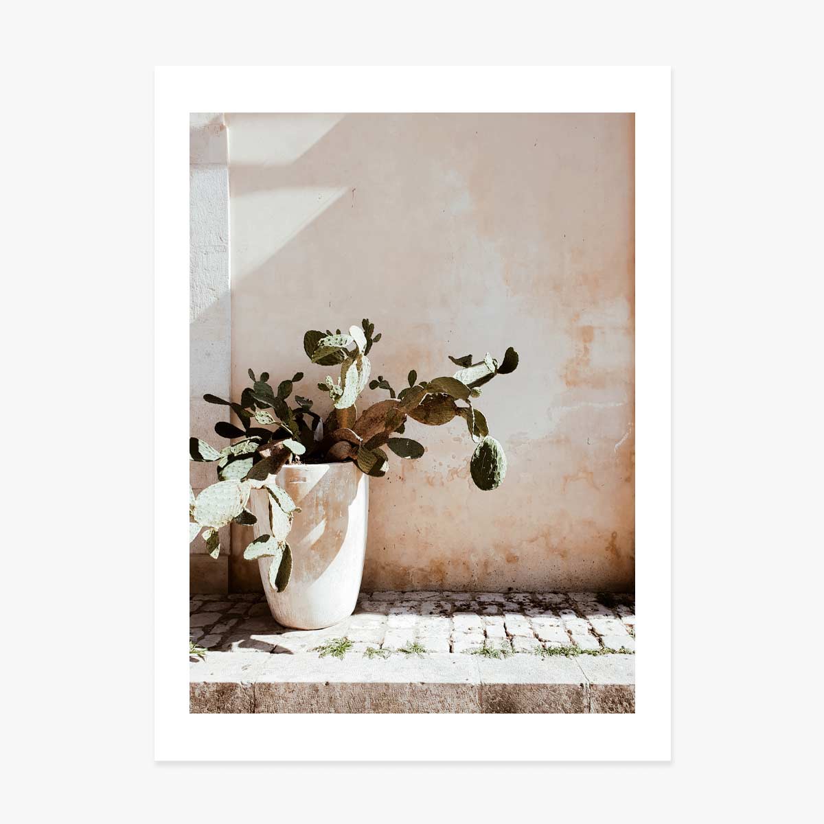 Póster de cactus