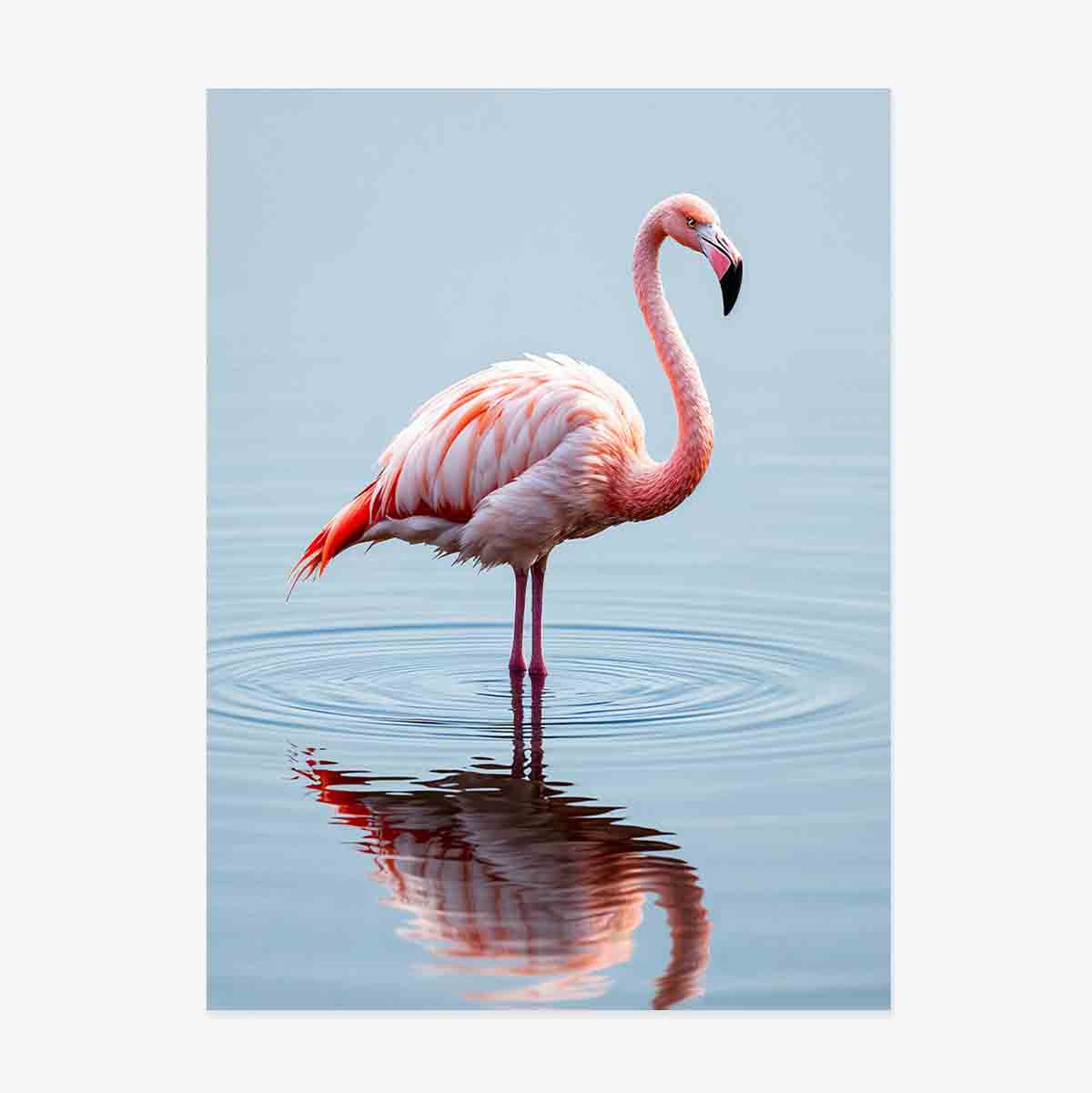Póster de un flamenco