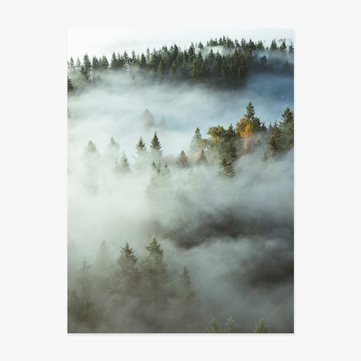 Póster «Forest In Mist»