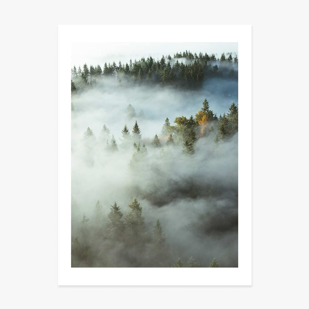 Póster «Forest In Mist»