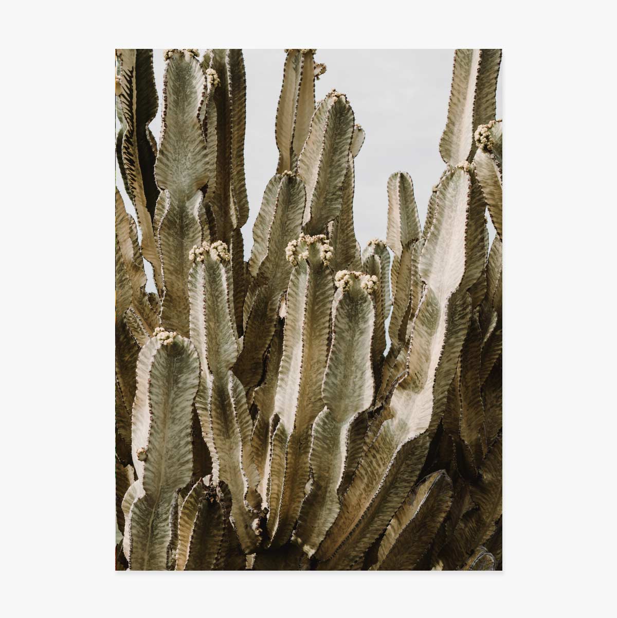 Póster de un cactus verde