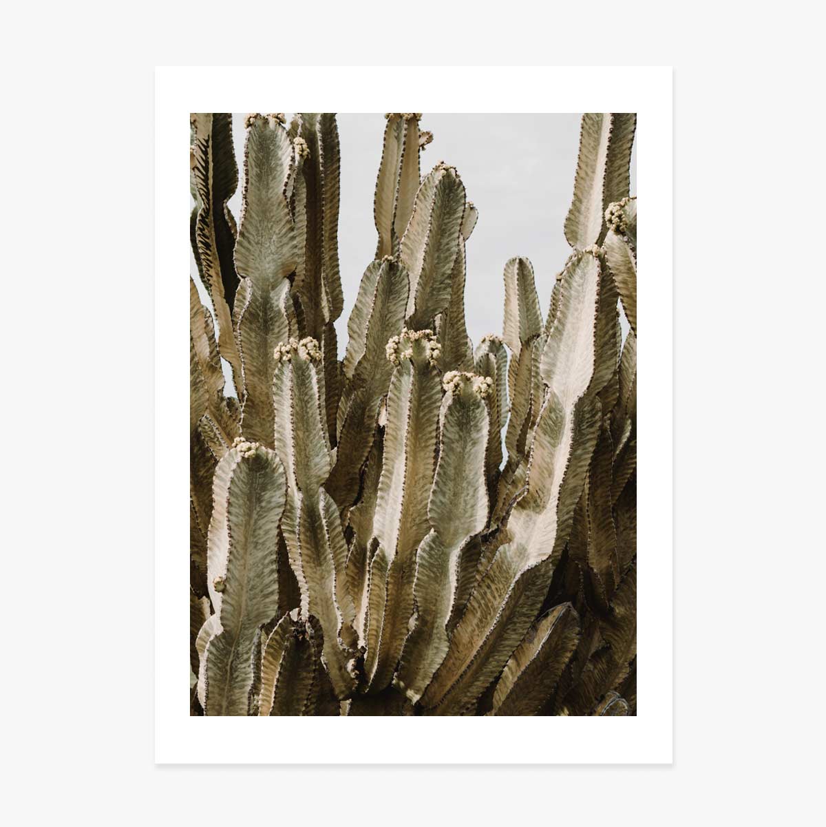 Póster de un cactus verde