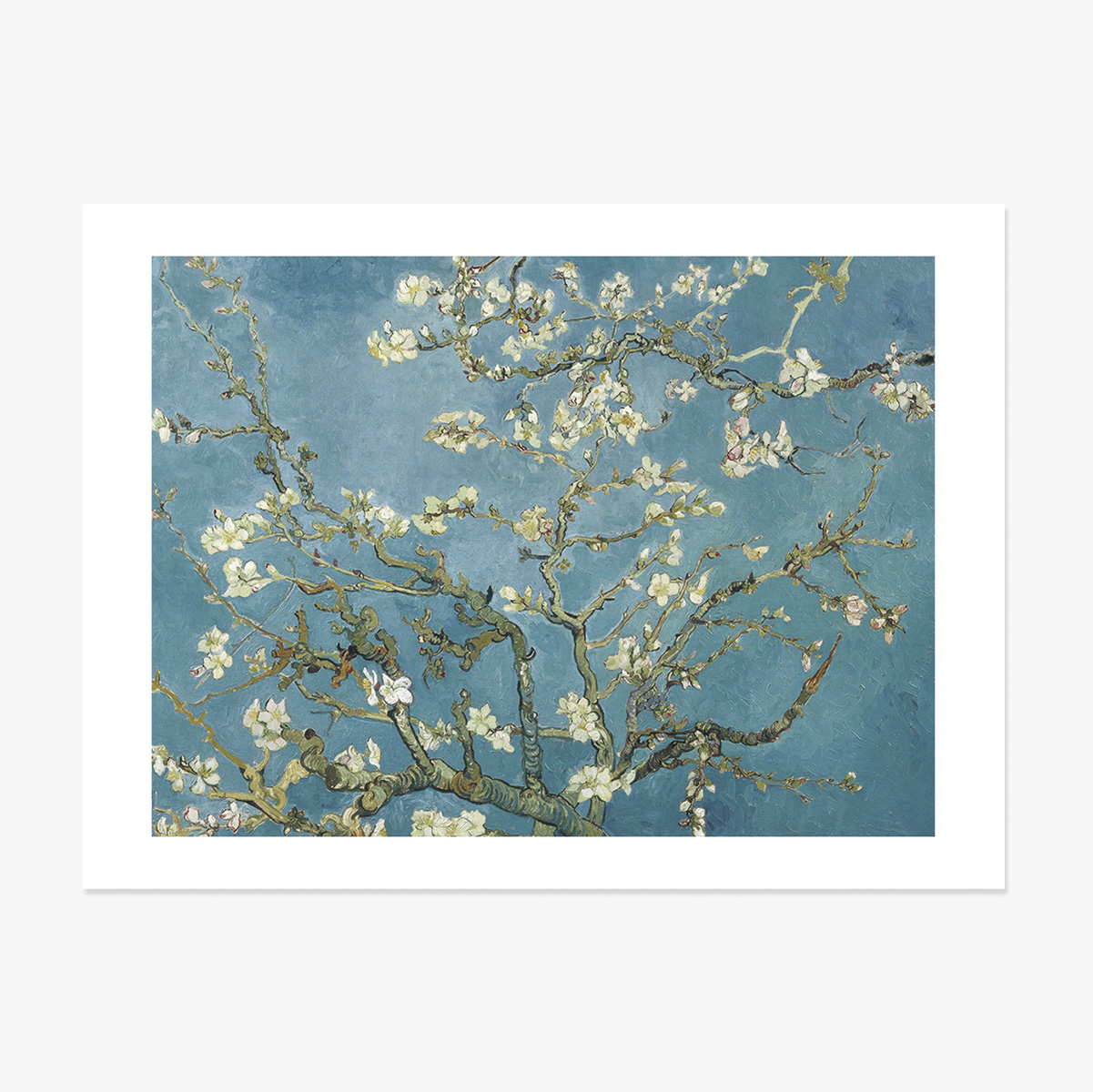 Póster apaisado - Vincent Van Gogh - Ramas de almendro en flor, 1890