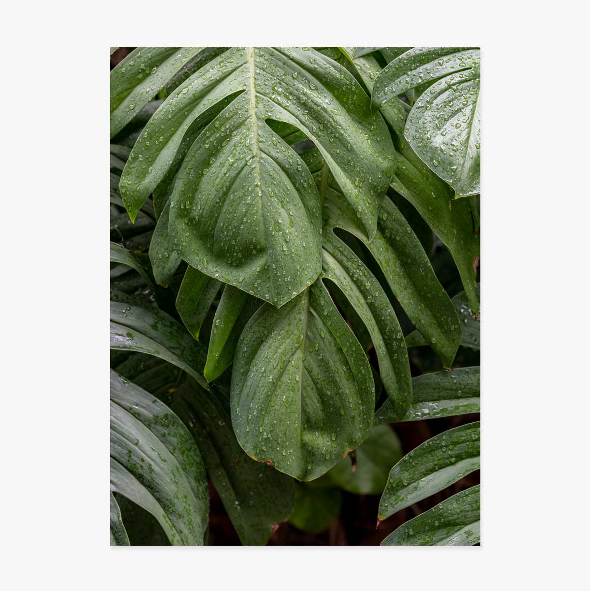 Póster de Monstera