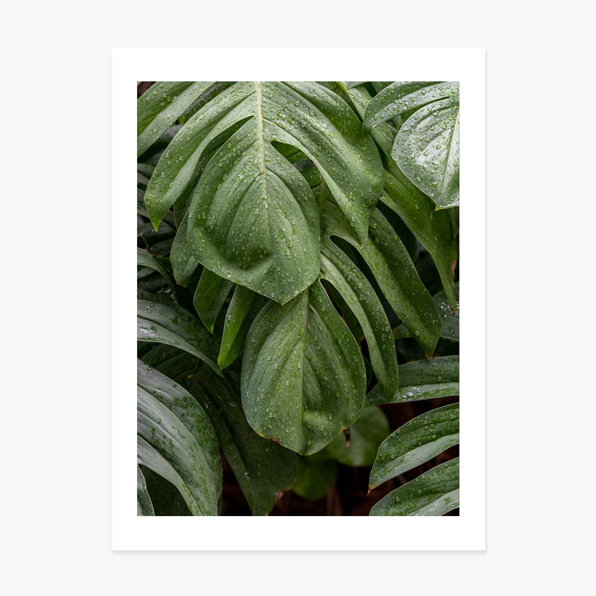 Póster de Monstera
