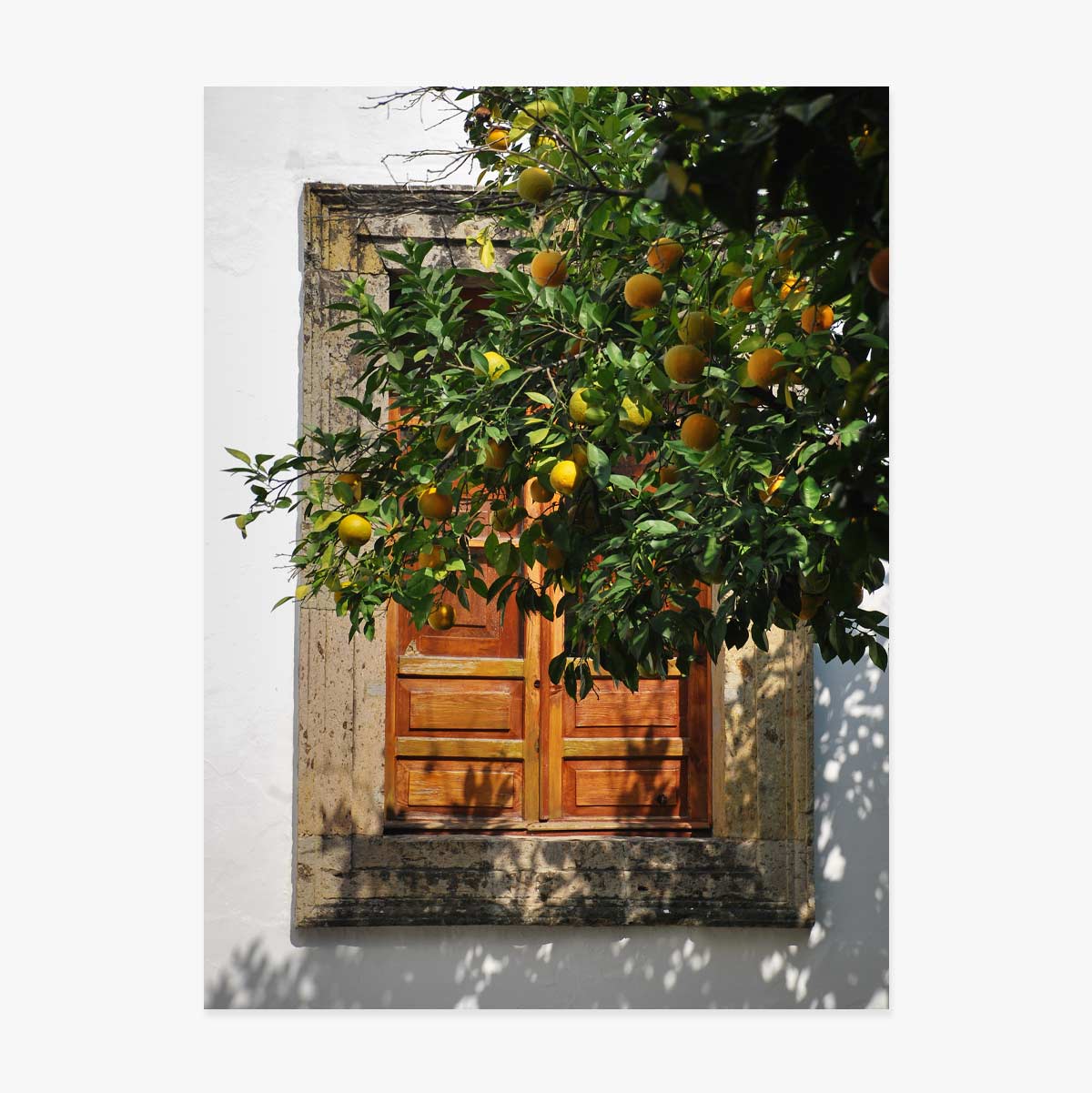 Póster «Orange tree»