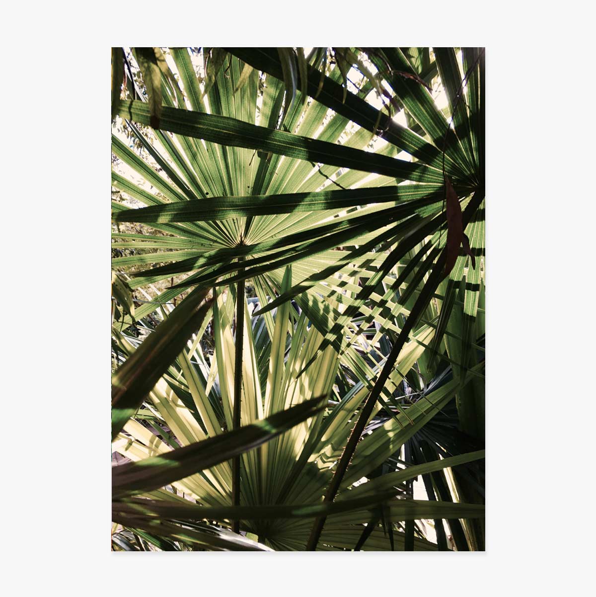 Póster de una palmera