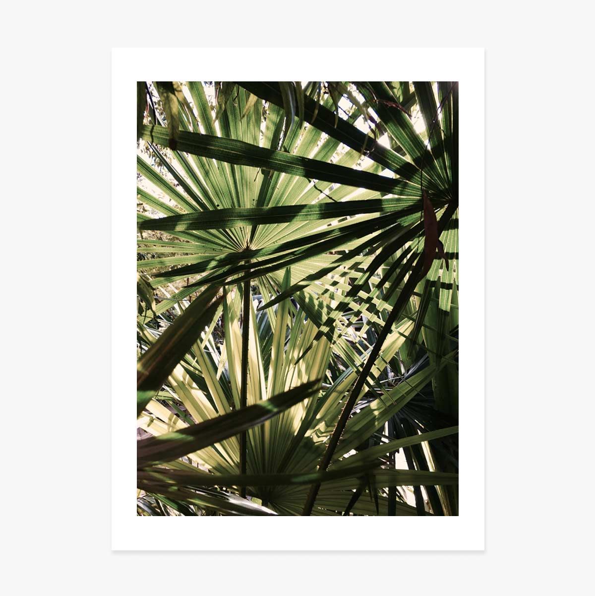 Póster de una palmera