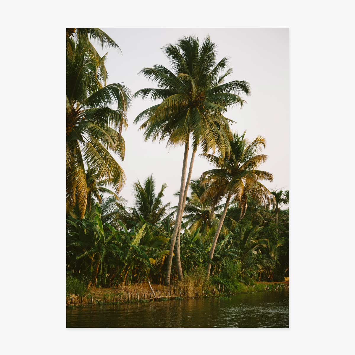 Póster «Palm Trees»