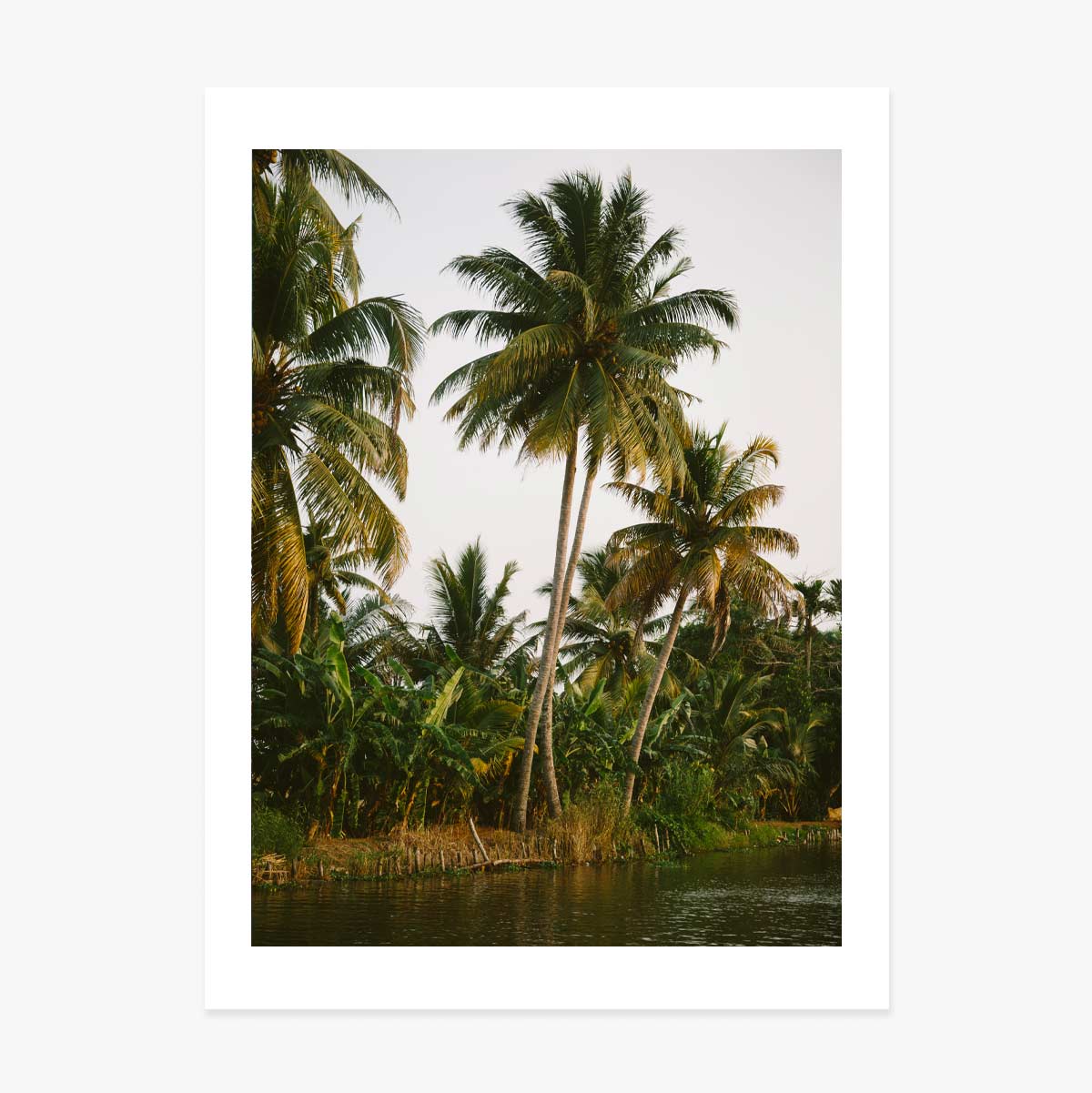 Póster «Palm Trees»