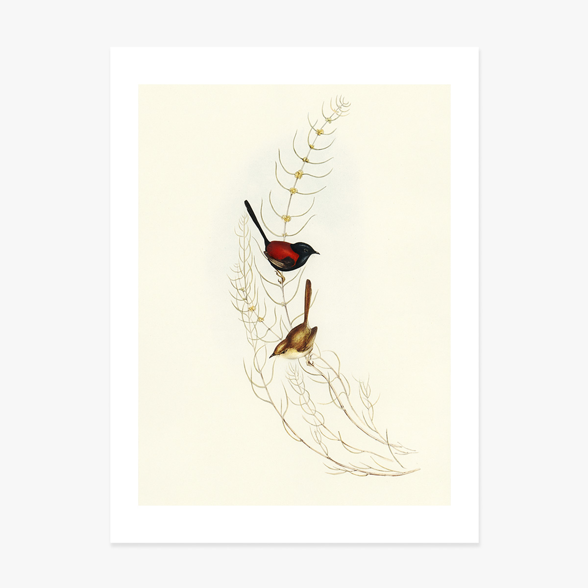 Póster «Pájaros de colores en una rama»