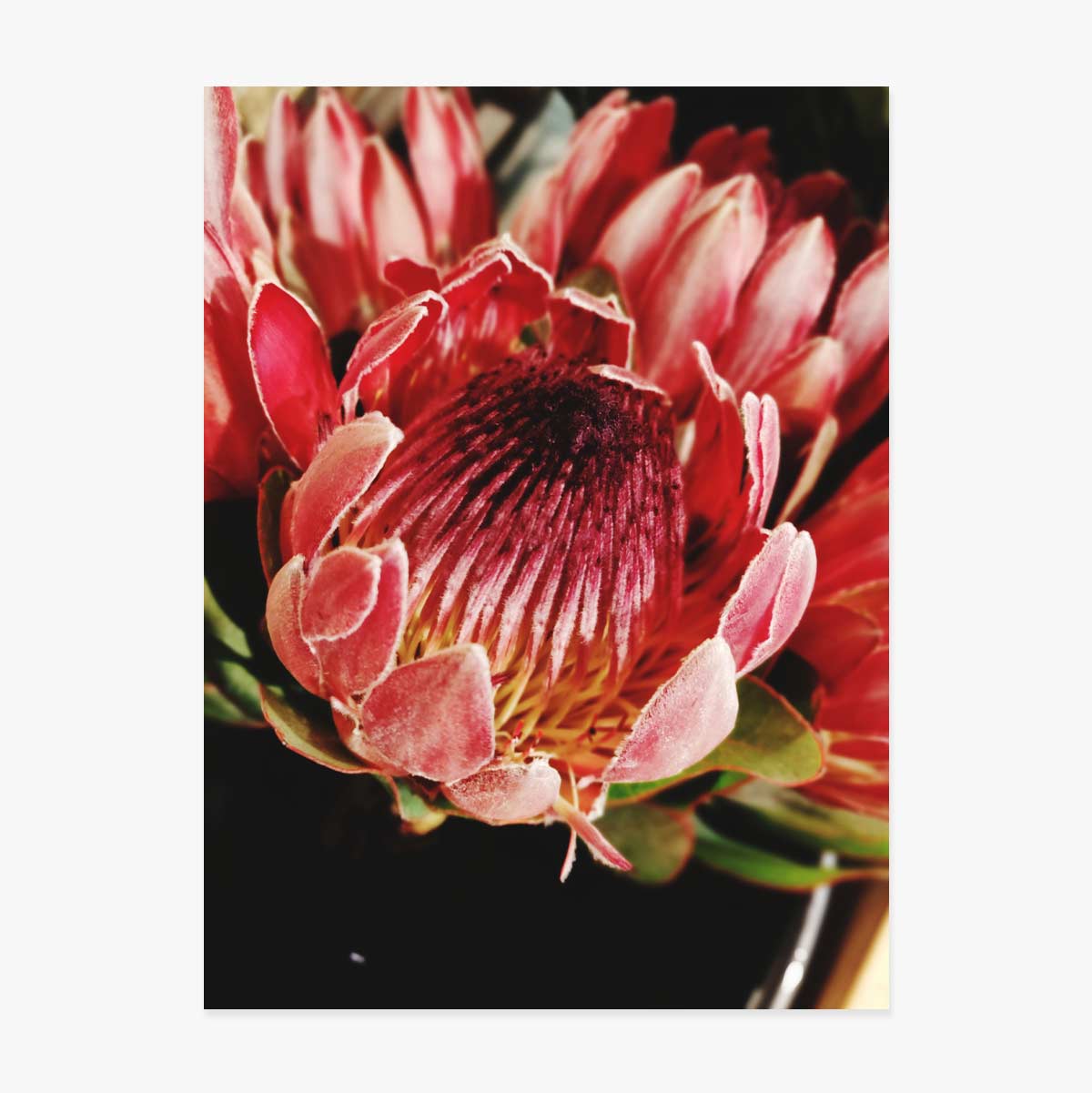 Póster «Red Flower»