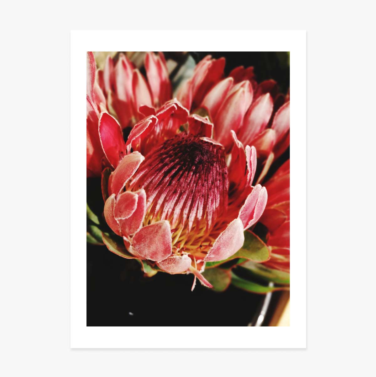 Póster «Red Flower»