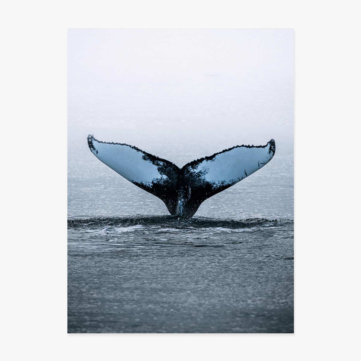 Póster «Whale Tail»