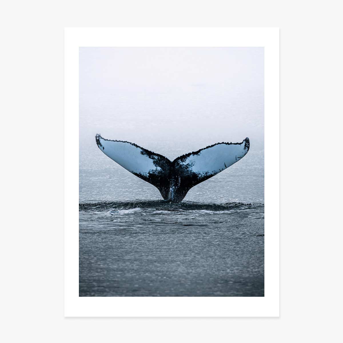 Póster «Whale Tail»